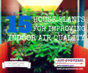house-plants-improve-indoor-air-quality